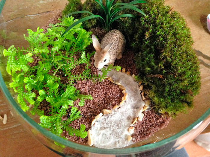 03-Terrario-Coelho