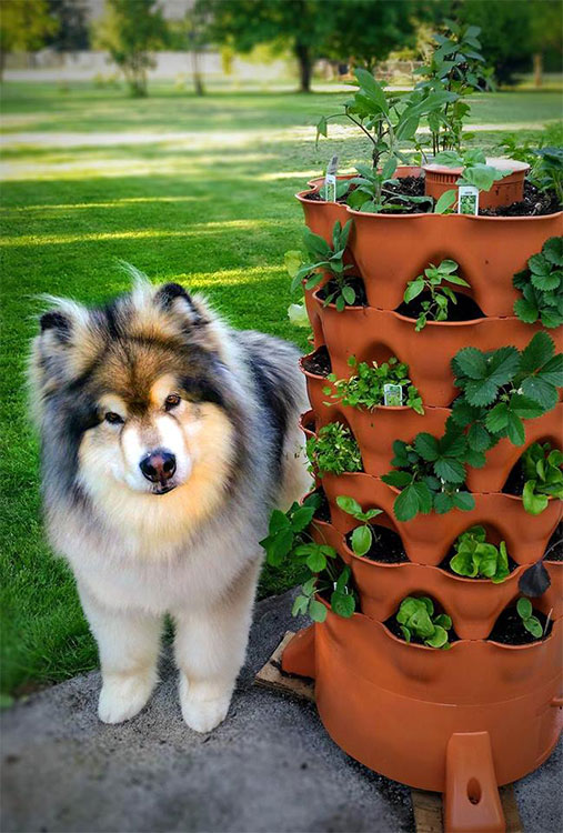 garden-towerr-project