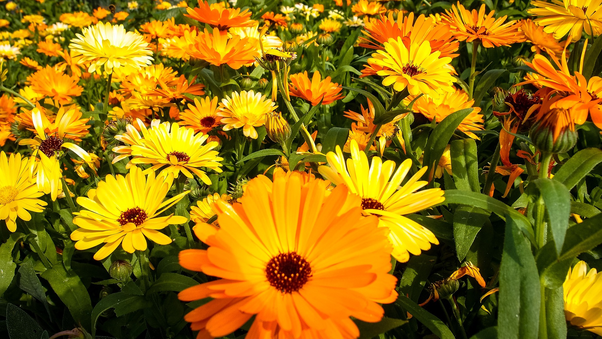 chrysanthemums