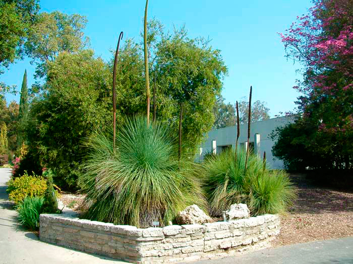 Xanthorrhoea