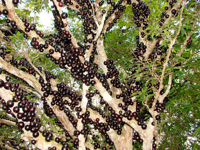 jabuticaba2