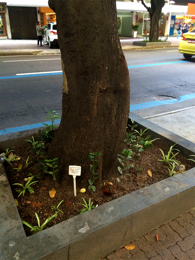 adoção-canteiros-05