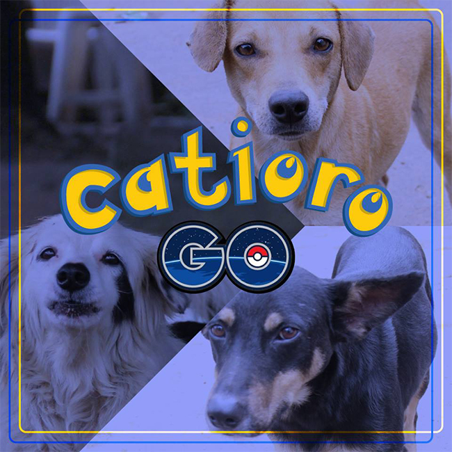 catioro-go-01