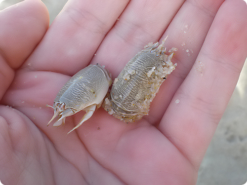 dia-mundial-limpeza-praia-rios-04