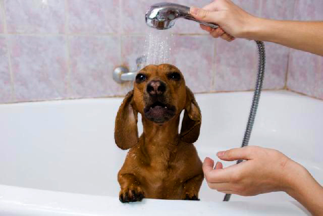 cachorro-banho