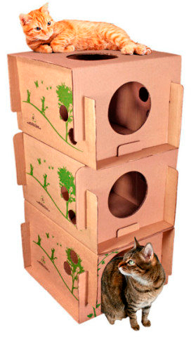 condo-cat