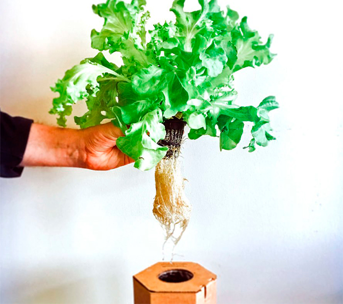 Vaso de papelão dobrável é usado para plantar orgânicos