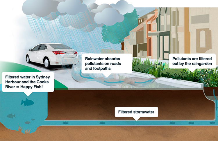 Jardins de chuva diminuem a poluição da água em Sydney