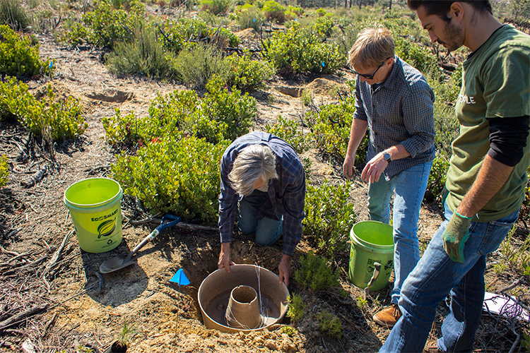 Vaso biodegradável propicia o plantio no deserto