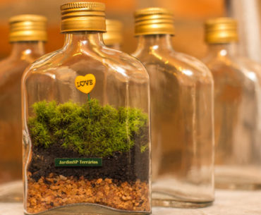Aprenda a fazer e cultivar seu próprio terrário