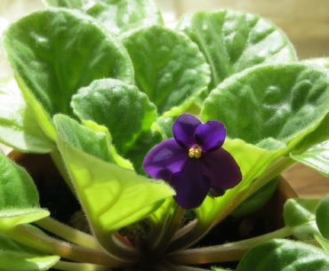 violeta-africana