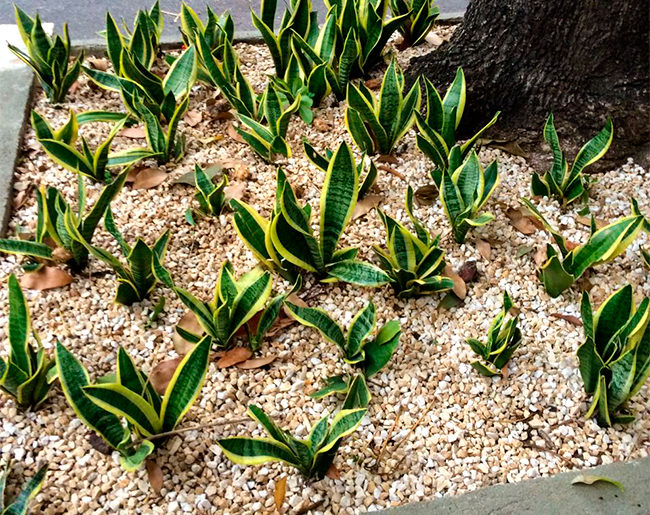 adoção-canteiros-011