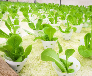 fazenda-urbana-shopping-israel