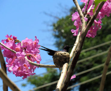 arborização-bairros-rio-de-janeiro