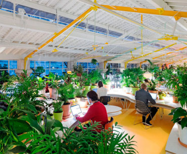 Overdose de plantas é o segredo deste lugar para trabalhar melhor