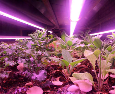 Fazenda urbana cresce em garagem de condomínio em Paris