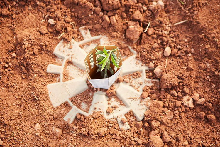 Vaso biodegradável propicia o plantio no deserto