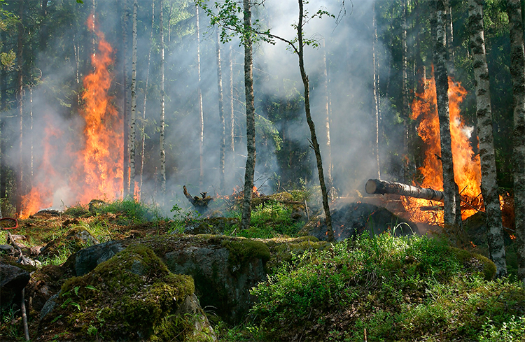 Humanidade já extrapolou os recursos naturais deste ano