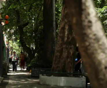 Rio lança painel para população acompanhar plantio de árvores